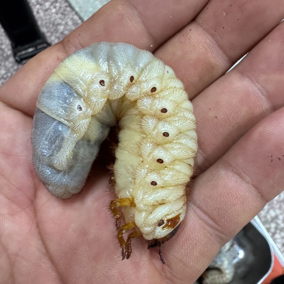 独角仙活虫幼虫大蛴螬宠物玩具活体甲虫批发包邮饲养鲜活