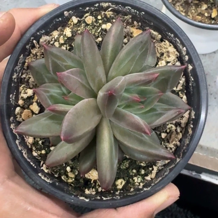 美人杂交 一物一拍