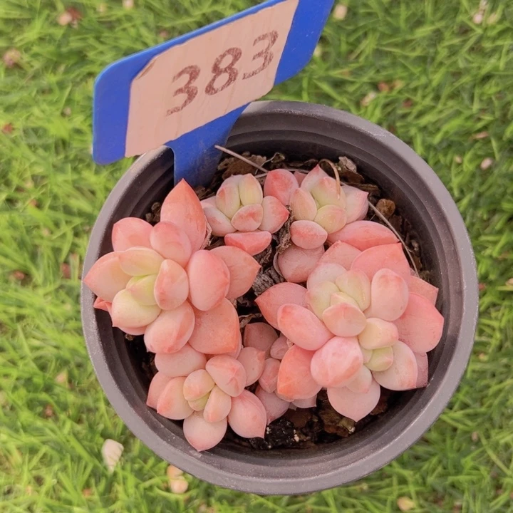 健健康康平平安安