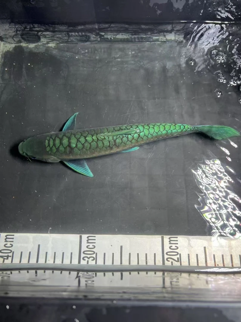 保山蓝吉罗鱼异口淡水观赏鱼运费通用链接