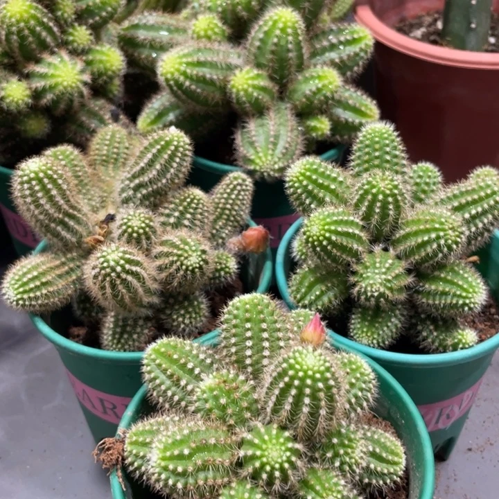 吕根岛火焰群生白檀一杯