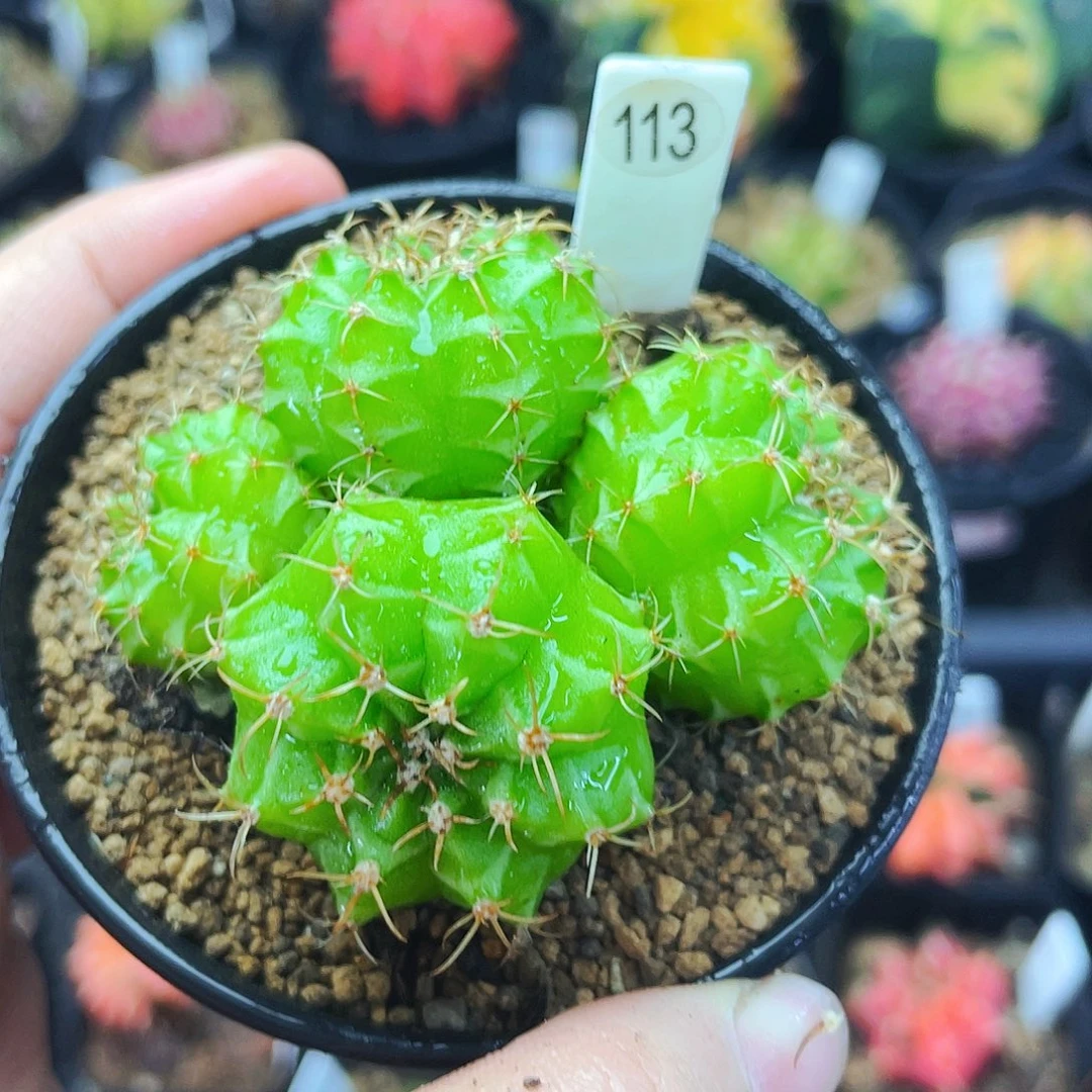 非偏远地区满25包邮仙人球