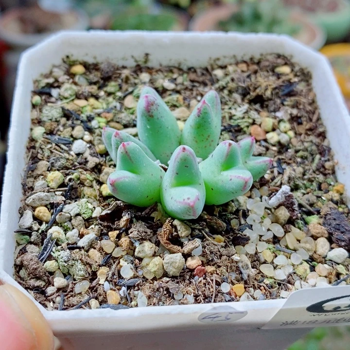 生石花花花花花花花504