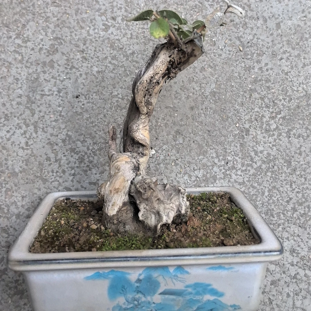 爱心果盆景观赏植物绿植室内装饰苍老爆皮特色