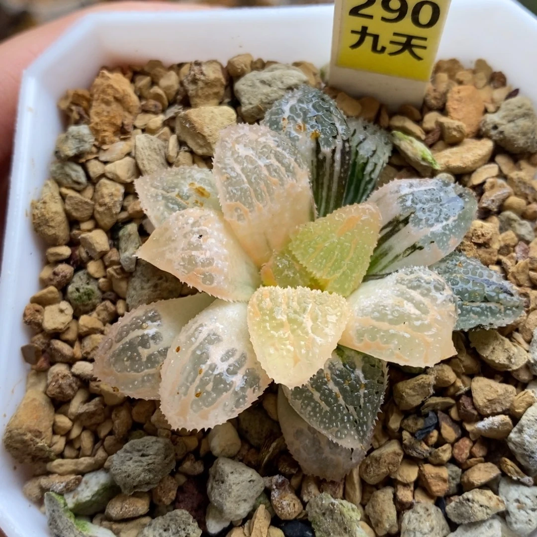 290号糊斑具味城锦