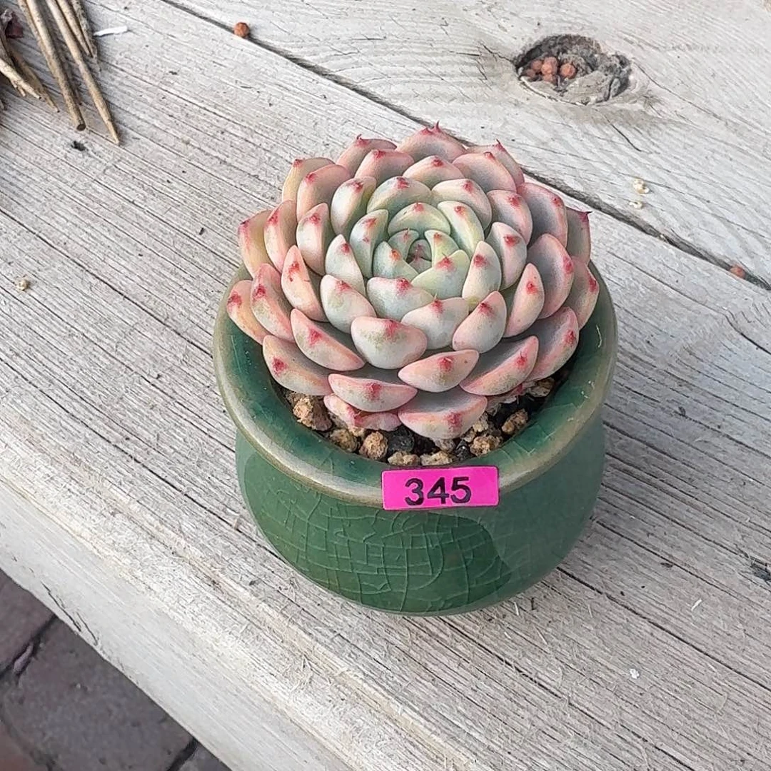 小***.一物一拍编号345