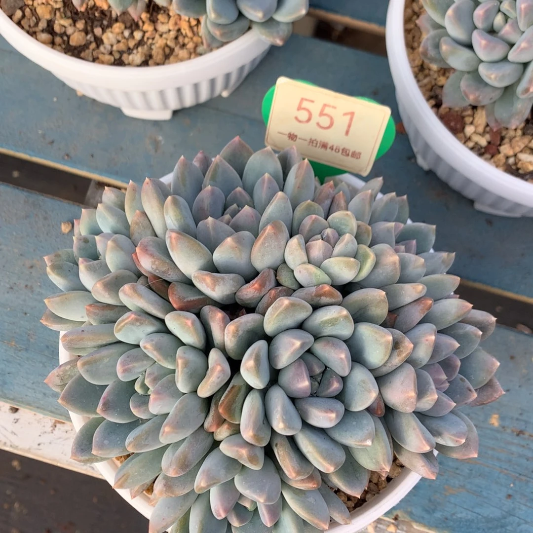 宽叶奶糖无砍平头551