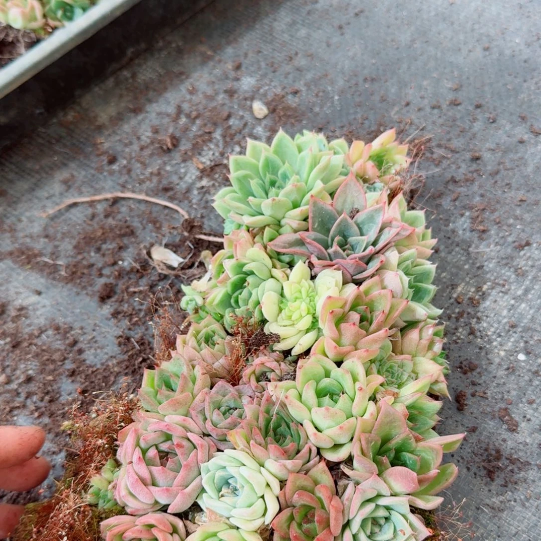 麦秆切糕一份量拍右四7-33加种子灰
