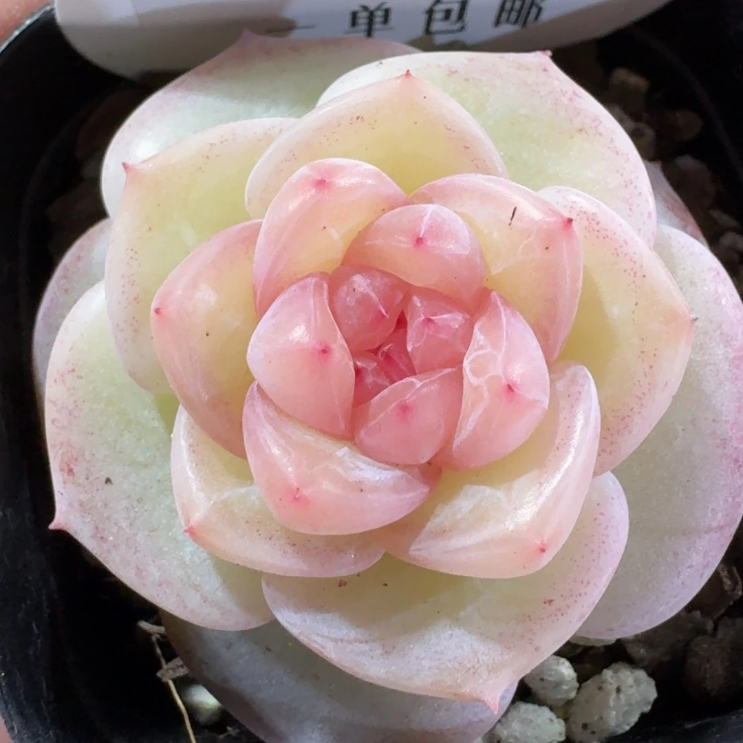 011-春日桃桃单头