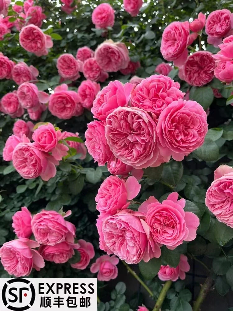 粉色达芬奇 爬藤蔷薇月季庭院 阳台 种植 四季开花