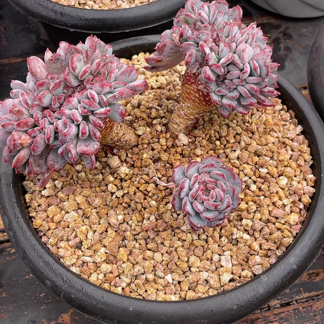 多肉植物一物一拍