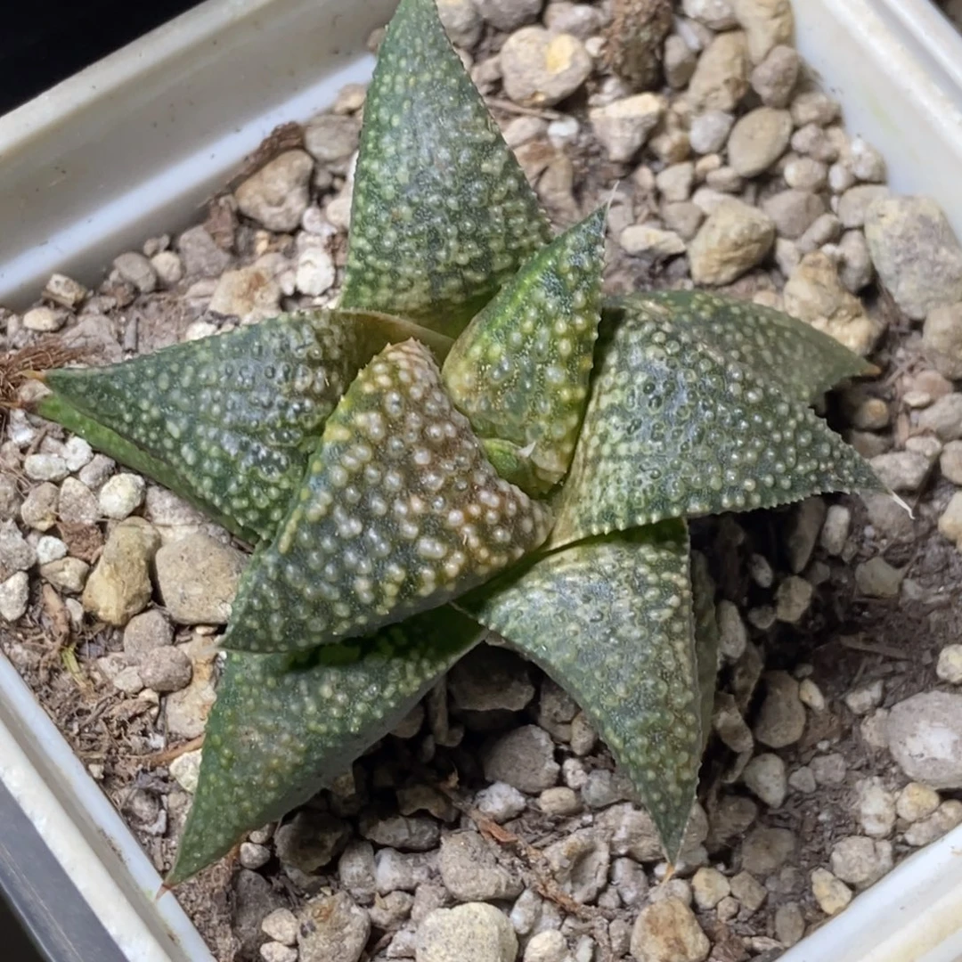 黑王白银寿一物一拍