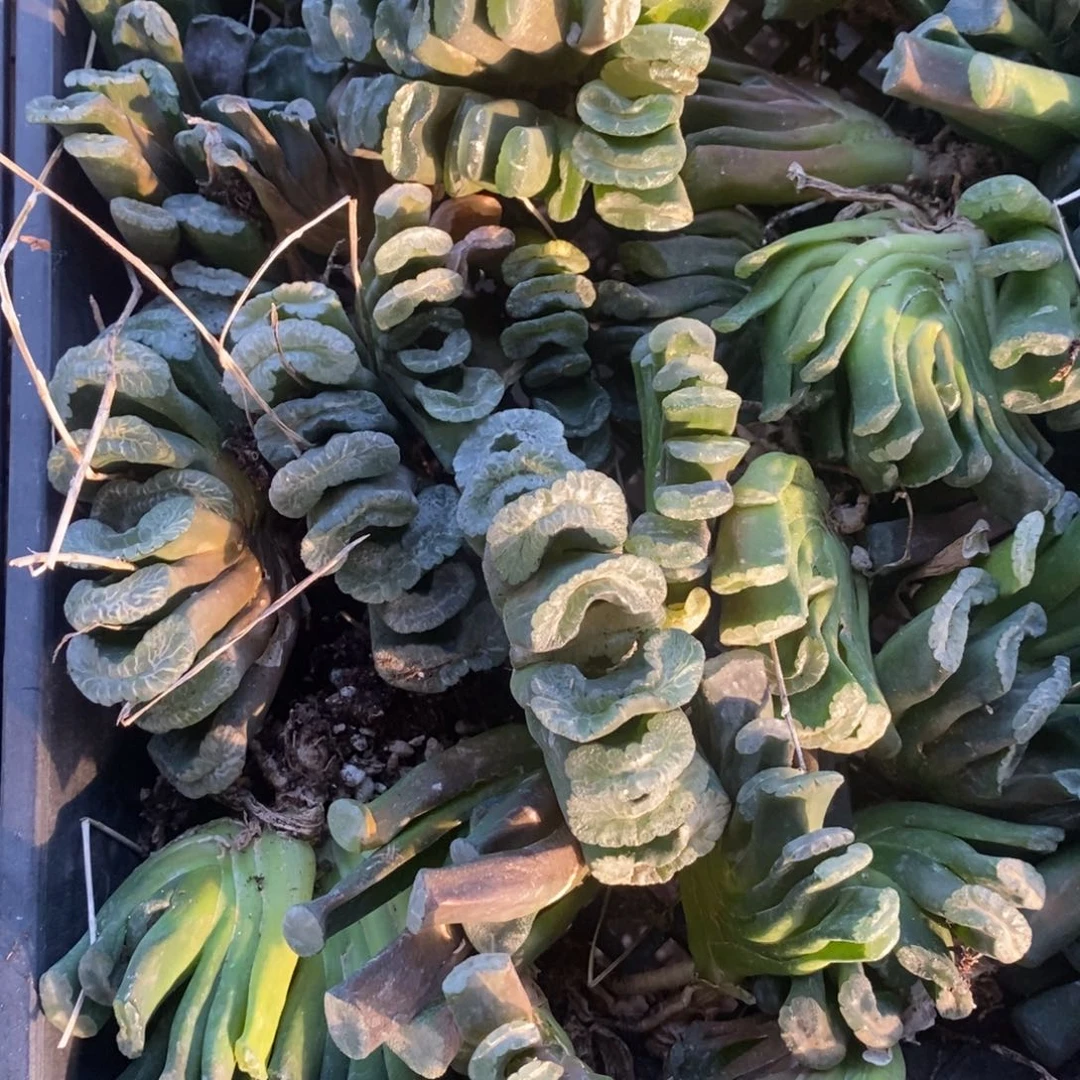 1514 一颗实生玉扇。