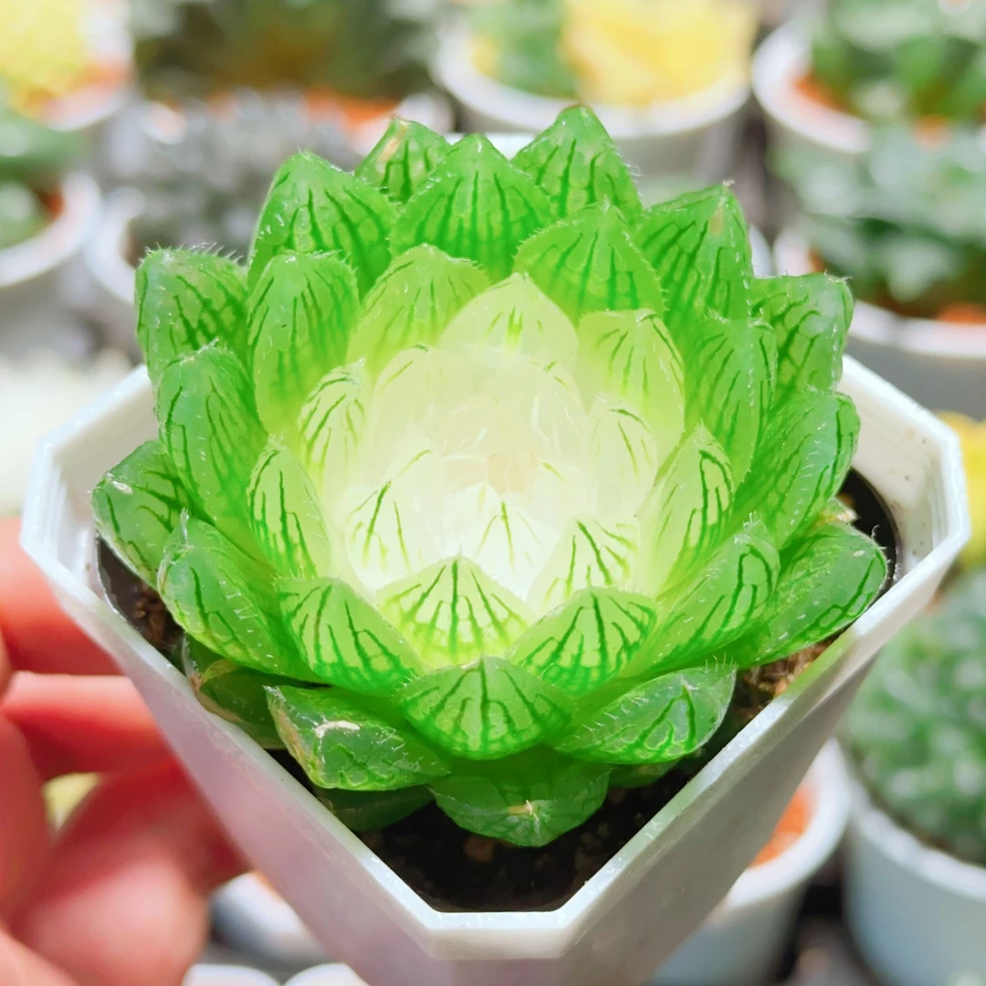 白莲花(凑满16包邮)十二卷带锦出锦宝莲灯莲花座玉露多肉