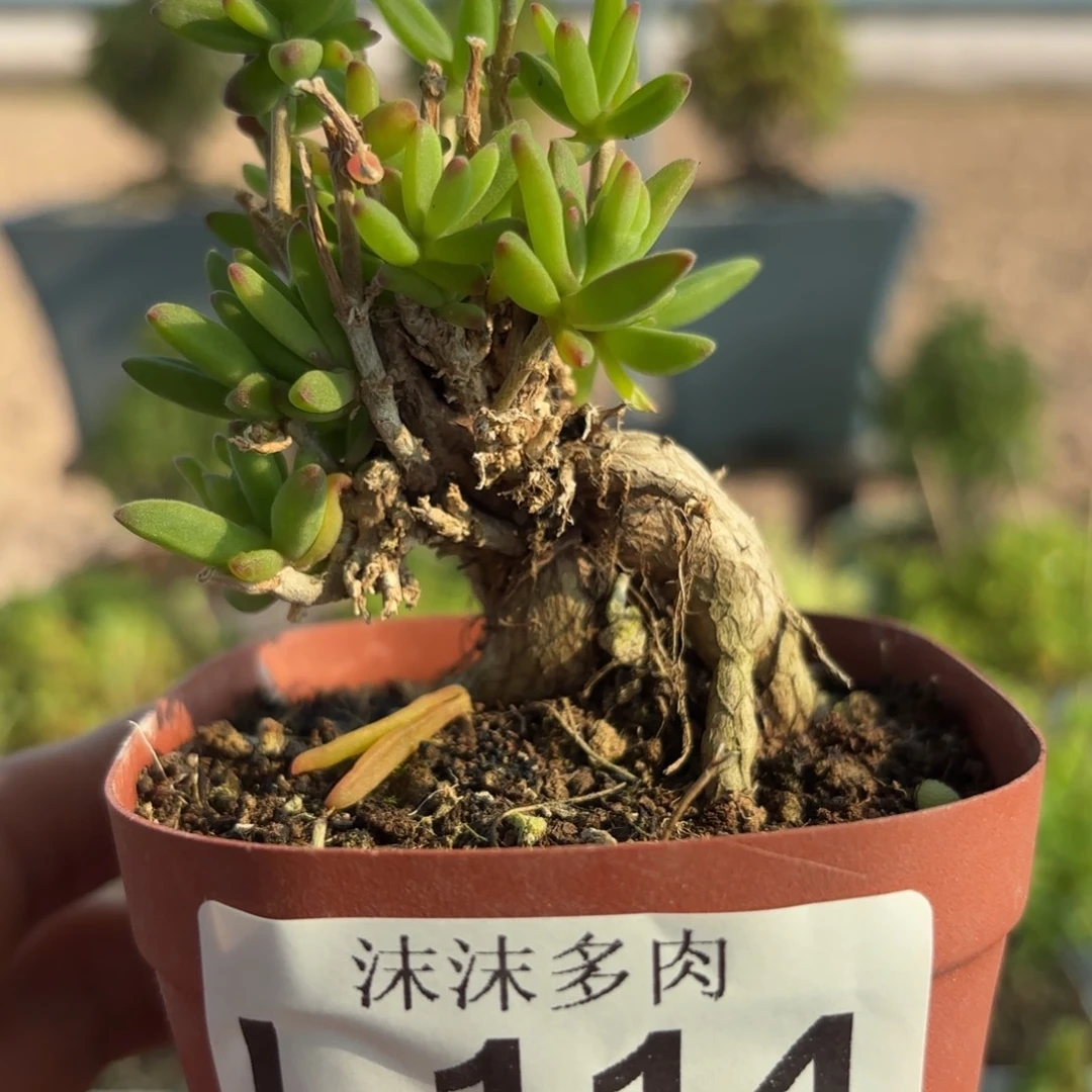 114冰花块根植物多肉