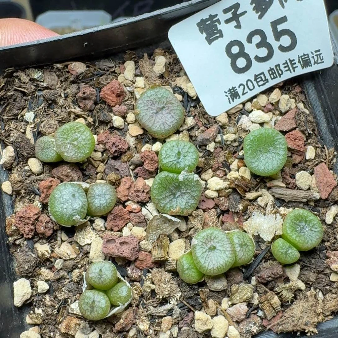 蜜枣铜壶带盆土。