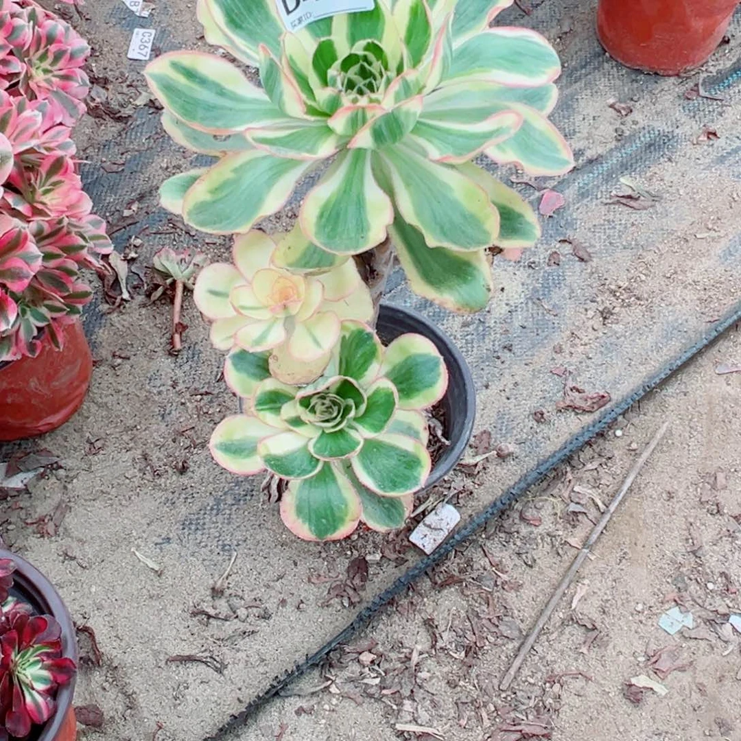 455燕姿多肉植物法师多肉