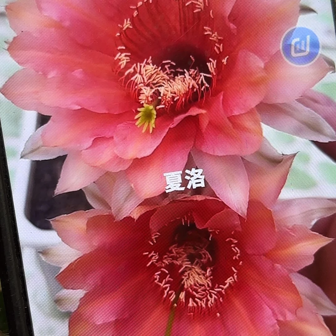 夏洛彩侧牙20包邮28