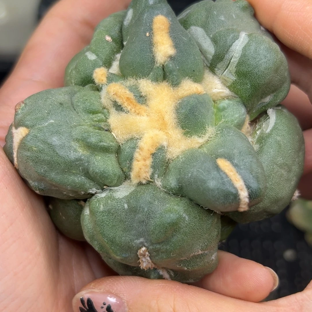 413 仙人球的故事 有根