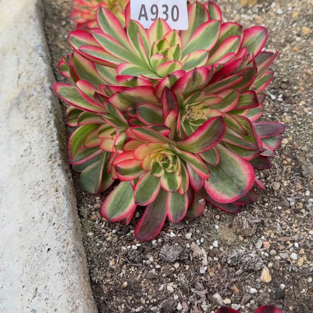 930荔枝。多肉植物