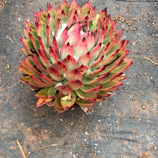 绾美肉特价活动开始啦