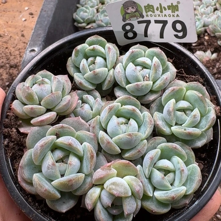 当前无花朵，栽培后可花朵多肉植物多肉植物