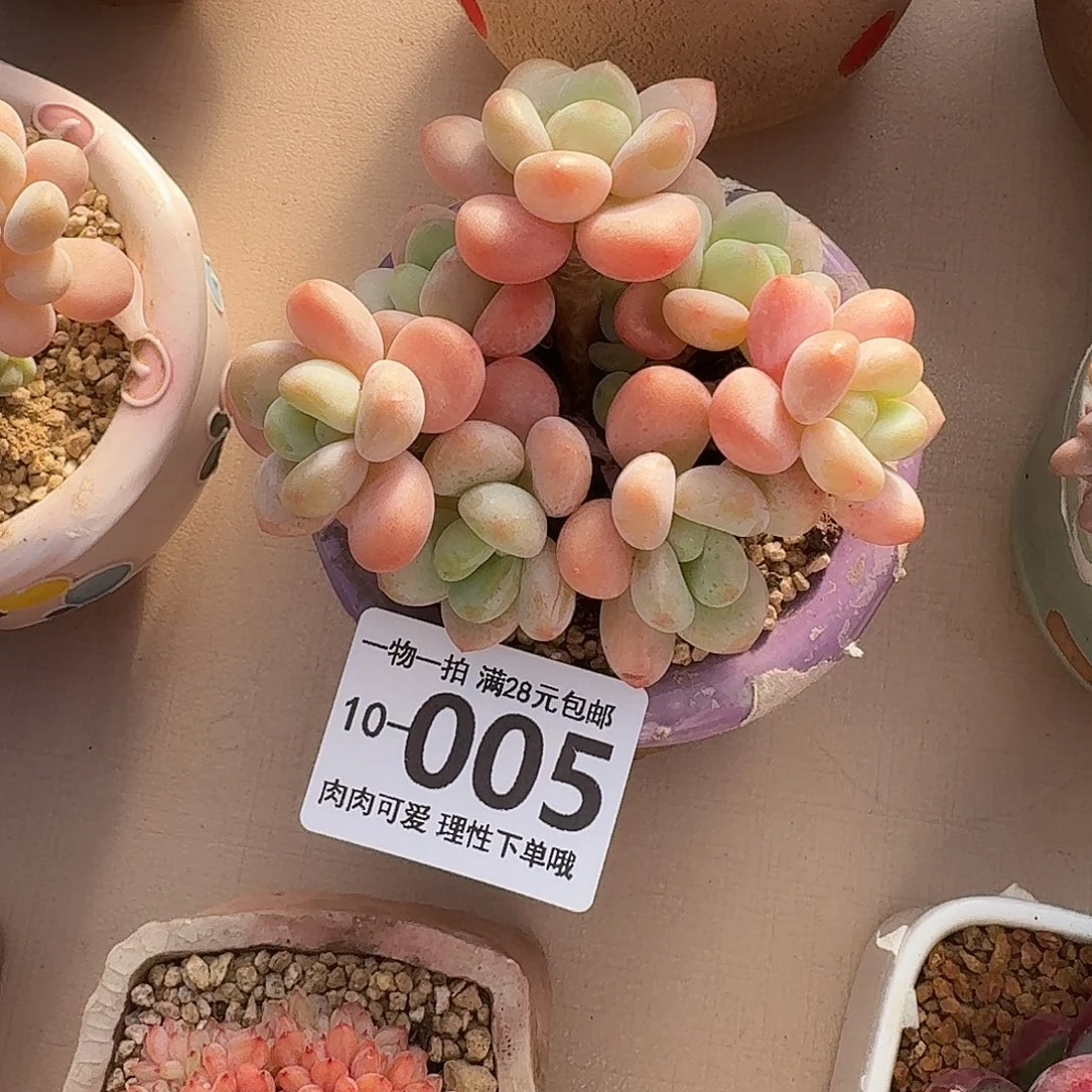 桔子洛神无盆土发货无