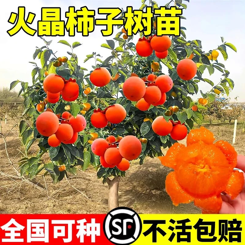 无核柿子树果苗盆栽地栽盘柿黑柿脆柿甜柿子苗树特大庭院果树火晶