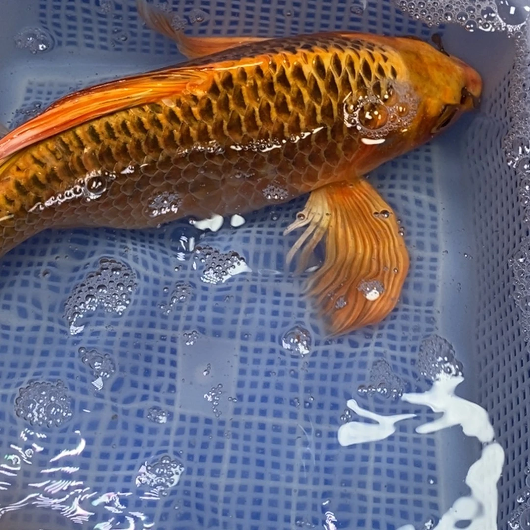 锦鲤锦鲤 开衩掉麟充血属于正常情况介意别拍无开箱视频不售后