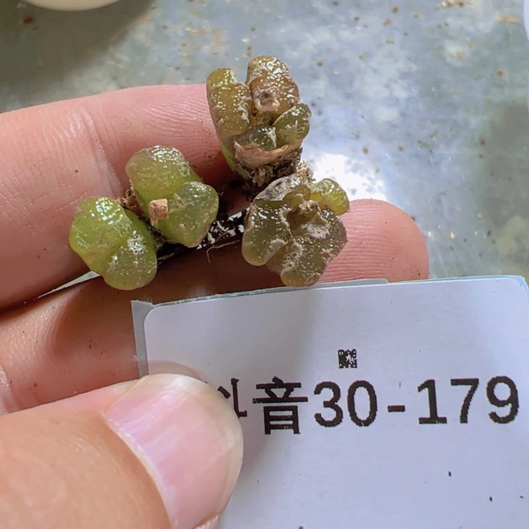 30-179肉锥多肉植物，