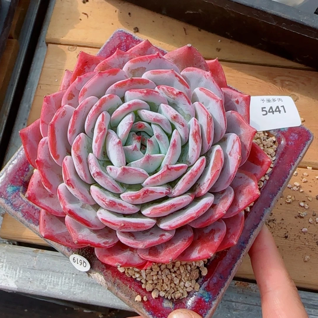 凤凰台，5441多肉植物