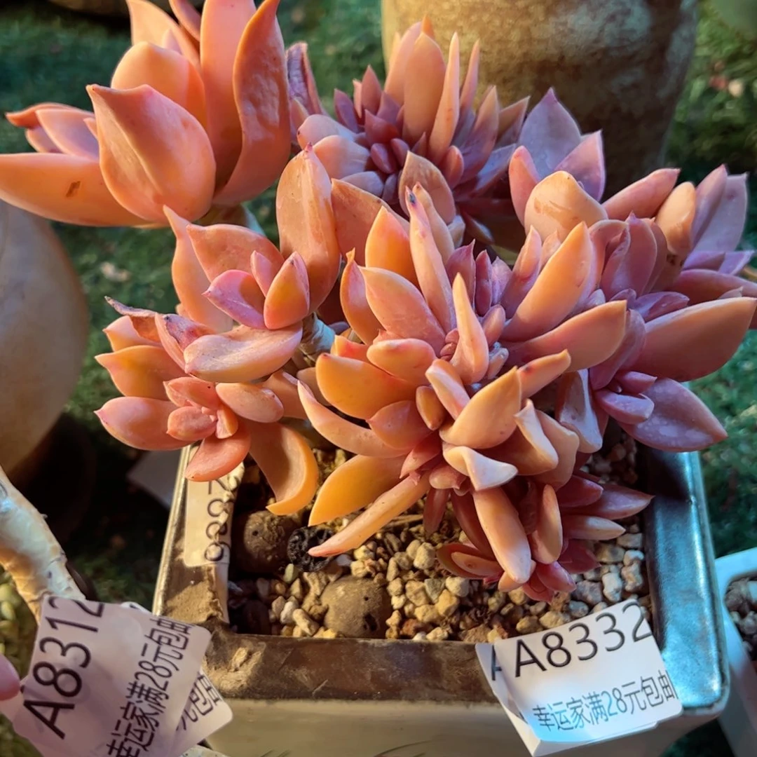 幸运的是我的朋友