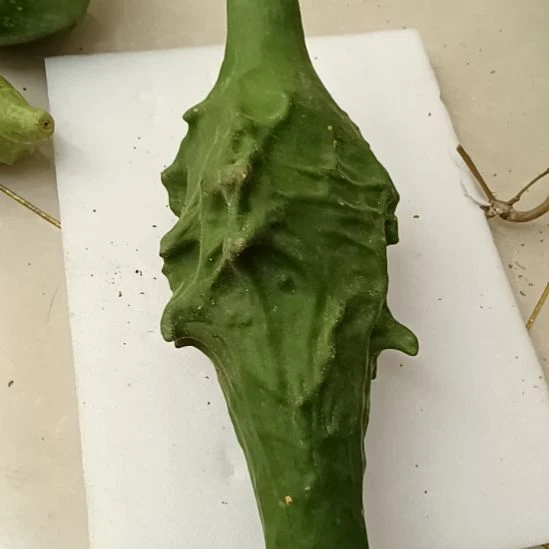 一***善木鹤首葫芦！！！！！！！！！