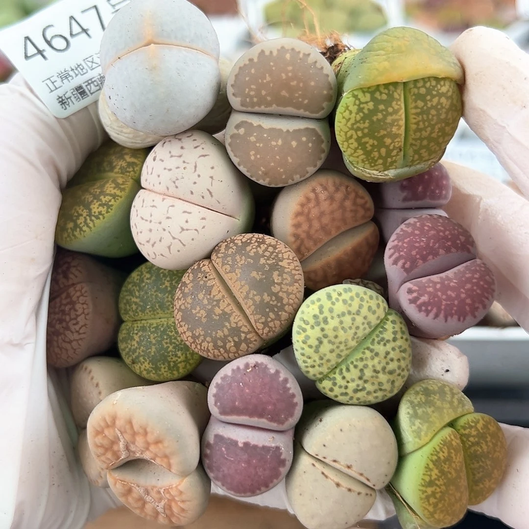 好养易活生石花大母本4647共20个