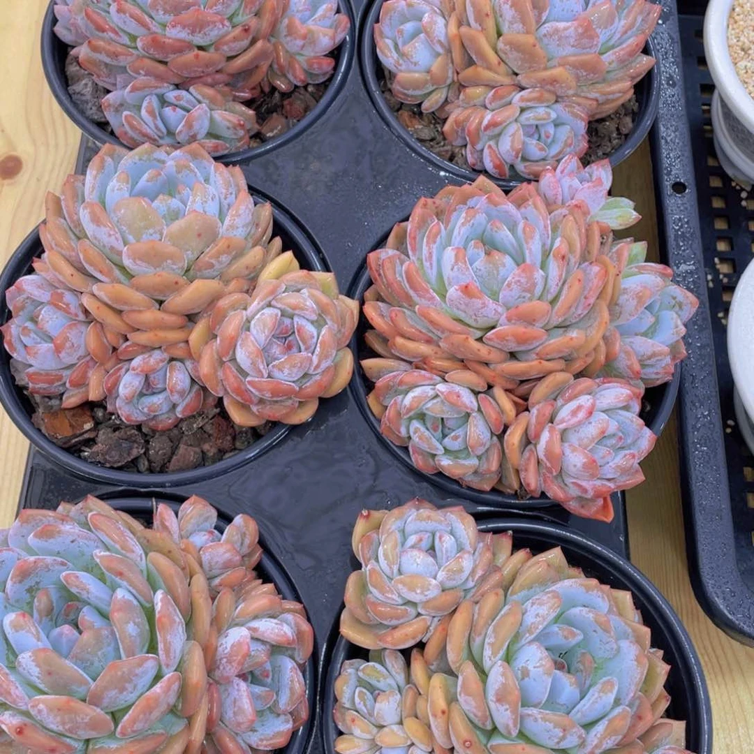 156号 韩版橙梦露母本大群生4头起一个