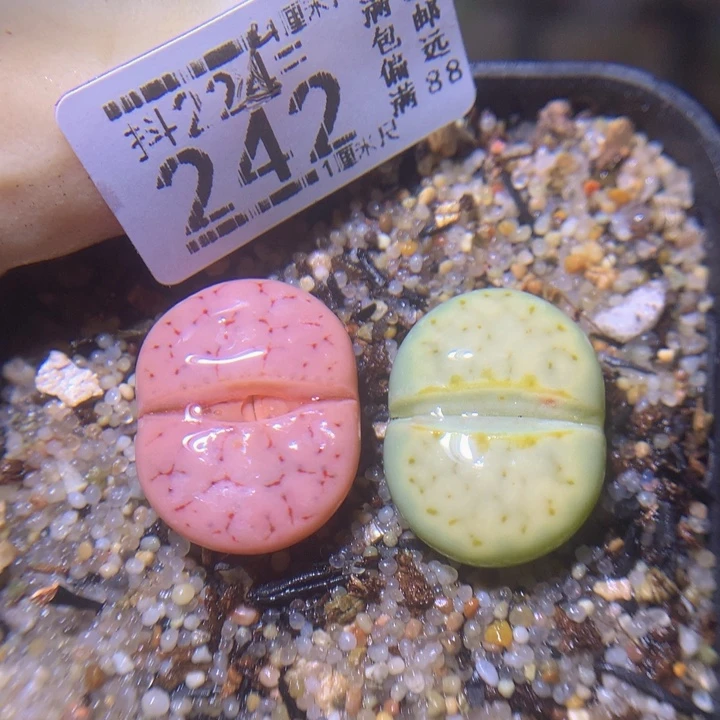 酒****?精品生石花225.242