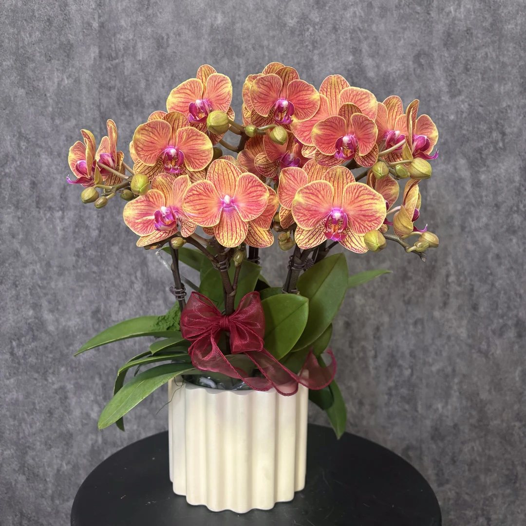 【吉利-蝴蝶兰】 夏日清新  好养花期长 送礼装饰 室内观赏花