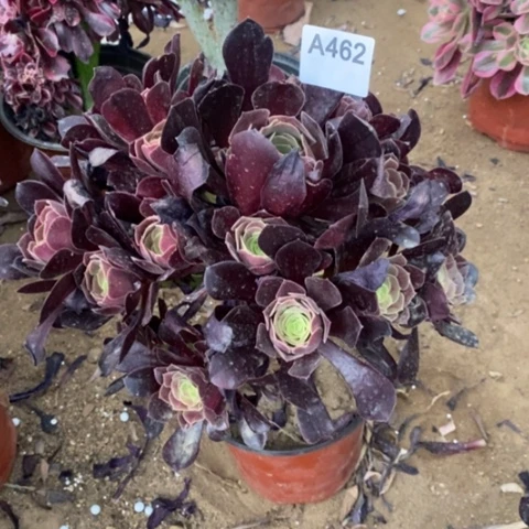 欧子捧花一物一拍