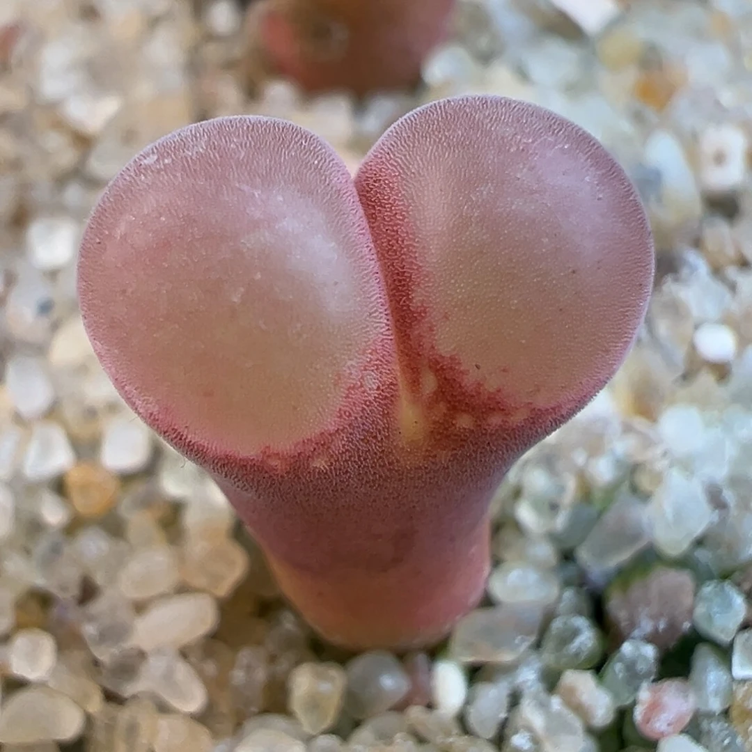 05号粉眼豆豆…………