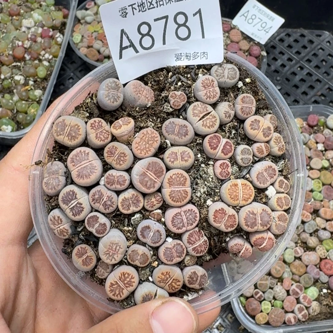 8781––零下地区需拍保温箱