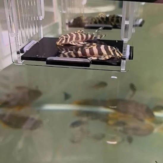 清道夫鱼6 号， 黄金斑马 2 条包邮包路损