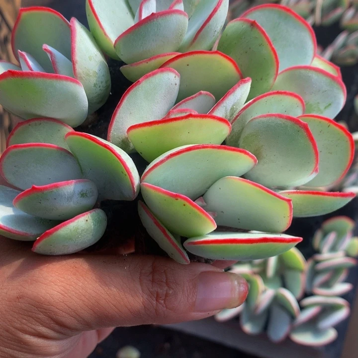 白眉小 50颗  包邮