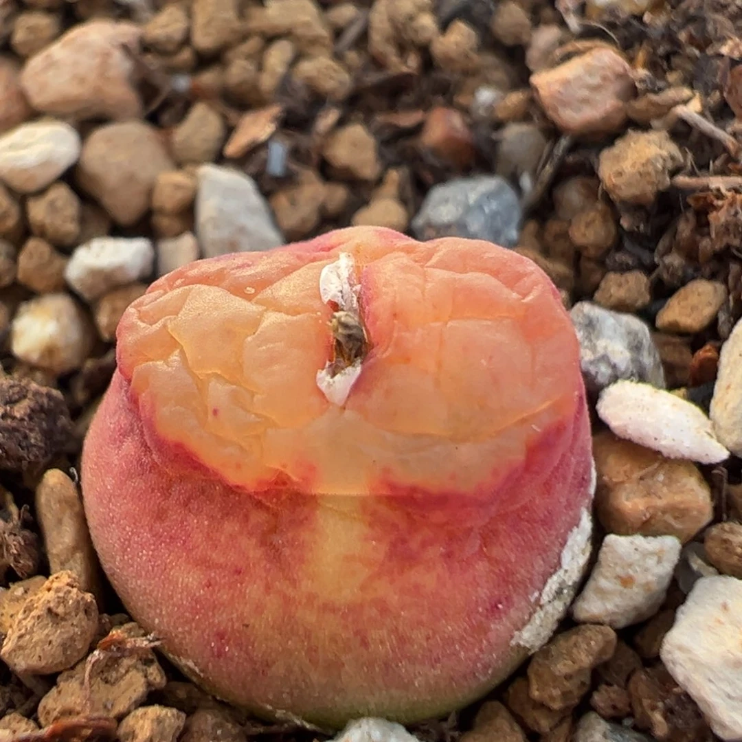 19多肉植物百科知识