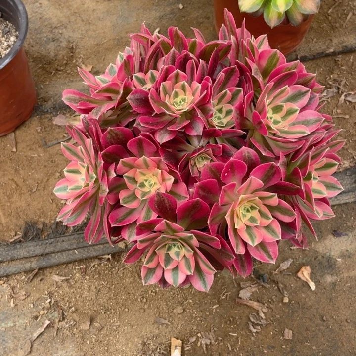 583分女法师多肉断枝不售后