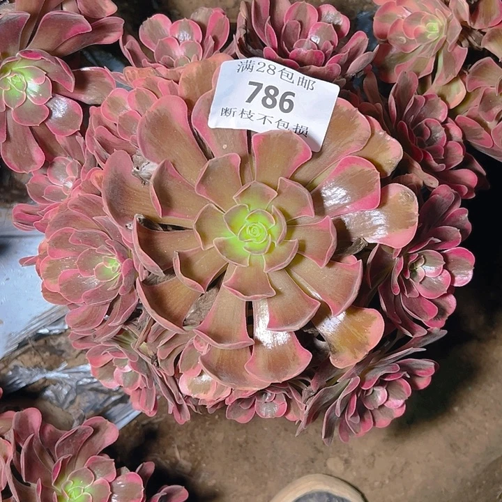 786爱神多肉植物保护