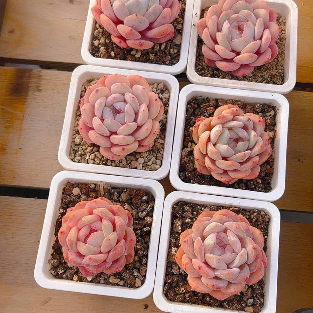 ?*晶雪天使六颗6公分左右3027号