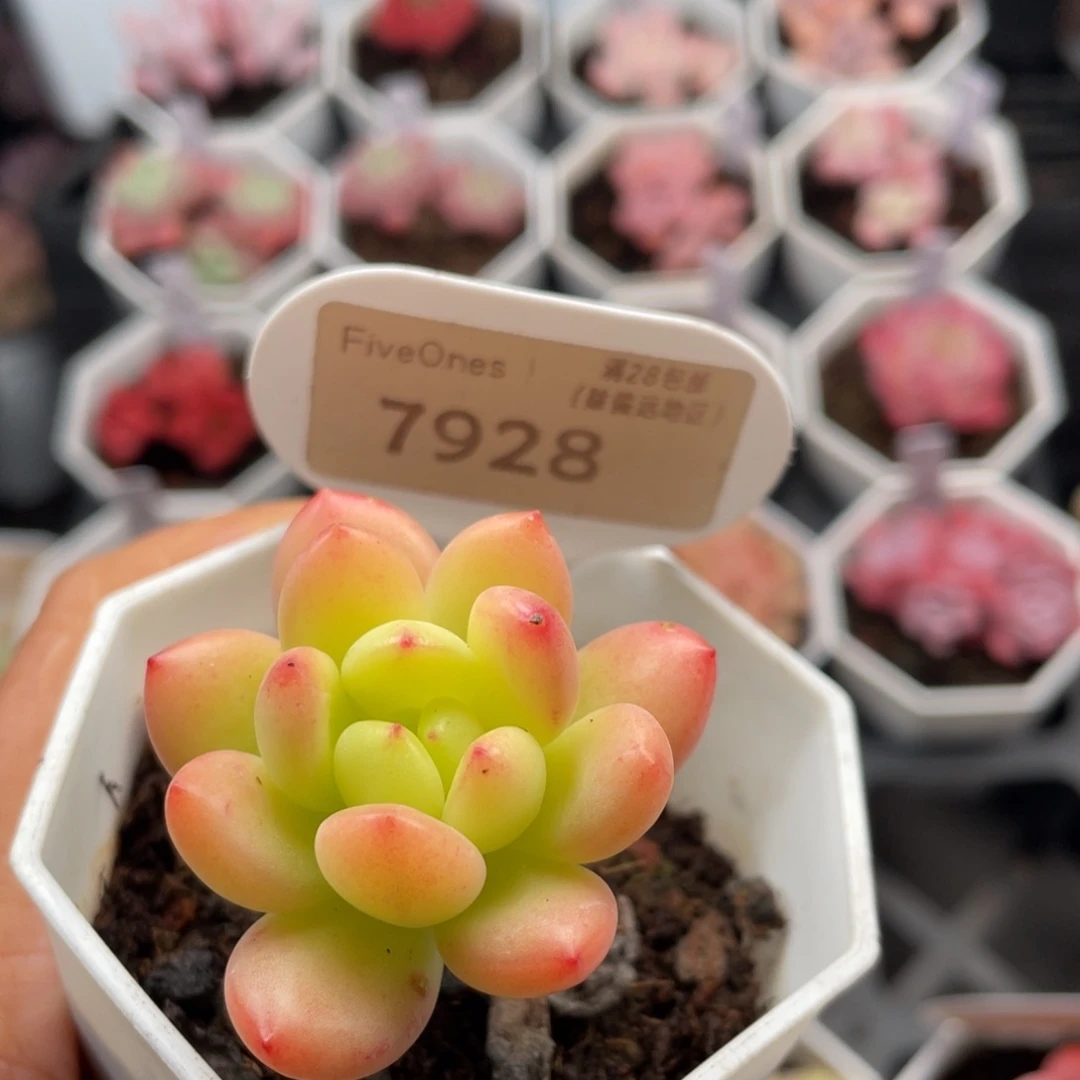 春萌7928-4.5厘米