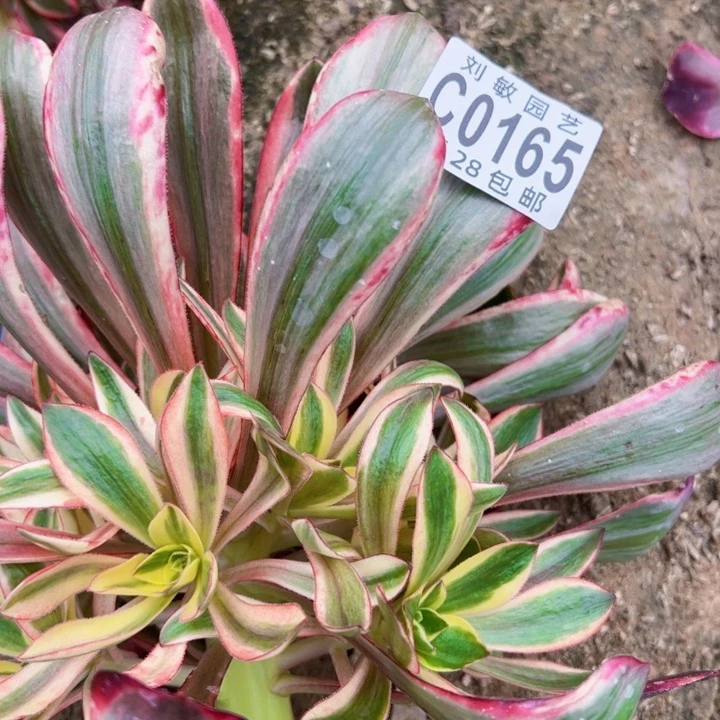 0165福袋多肉植物无毒锦法师