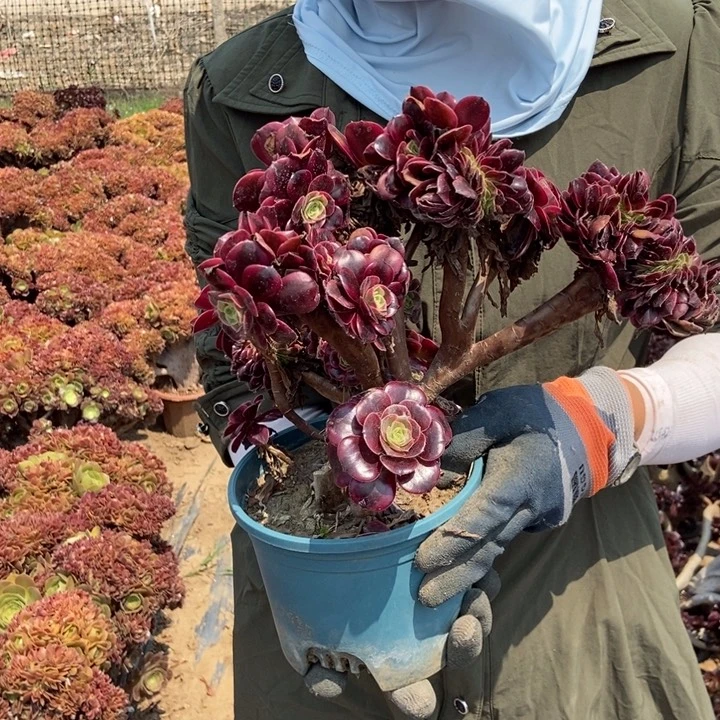 季***希326美杜莎缀化老桩