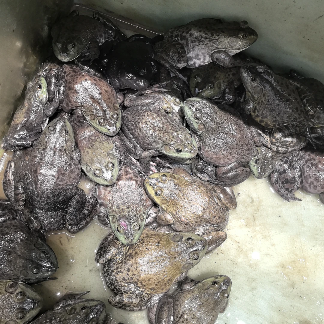 【母亲节特惠】牛/美蛙不杀 约500g